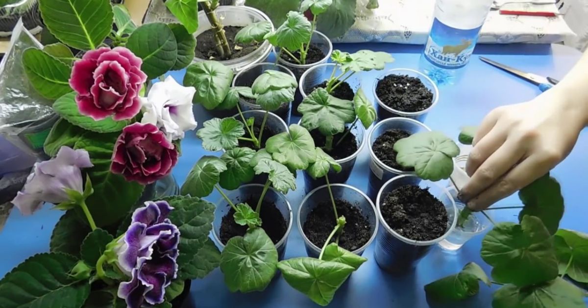 как ухаживать за геранью