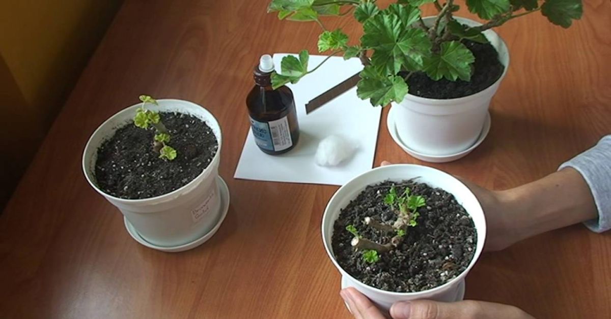 герань на подоконнике