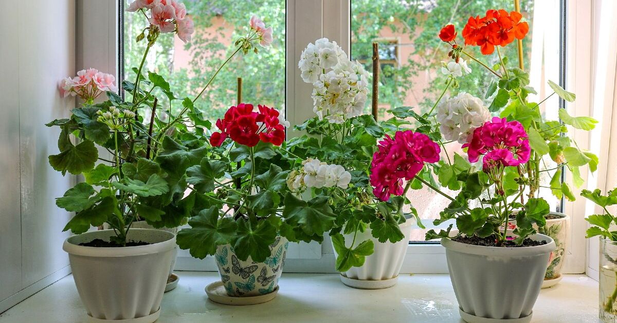 герань домашняя