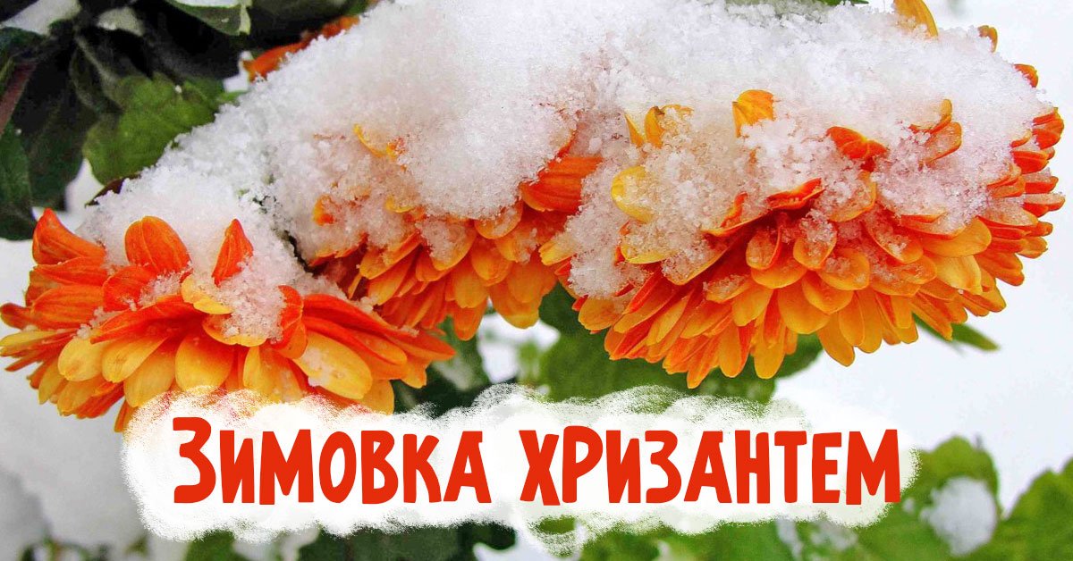 как сохранить хризантемы зимой