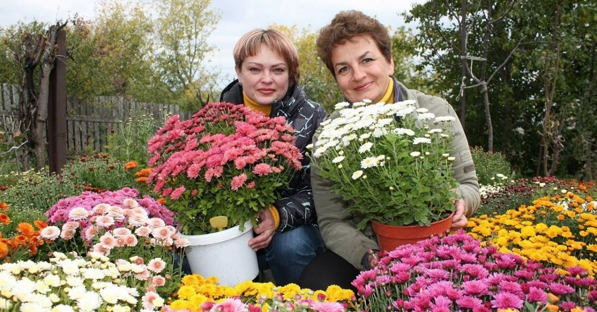 уход за хризантемами зимой