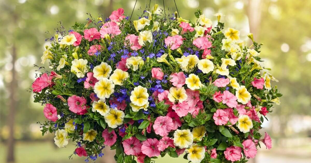 как ухаживать за петуниями