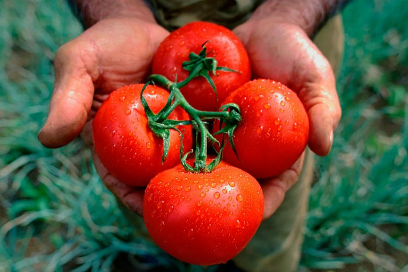 Как сохранить помидоры на зиму - Со Вкусом