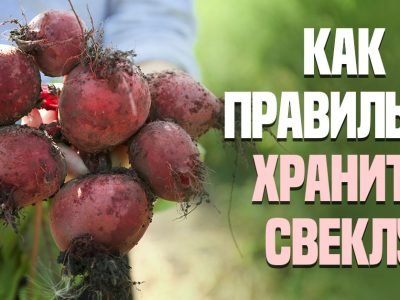 Как сохранить свеклу на зиму: рабочие методы