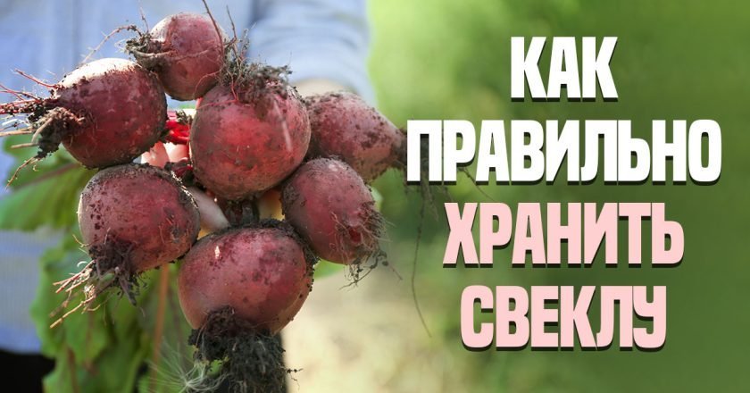 Как сохранить свеклу на зиму: рабочие методы как сохранить свеклу на зиму