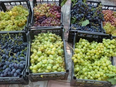 Как сохранить виноград на зиму