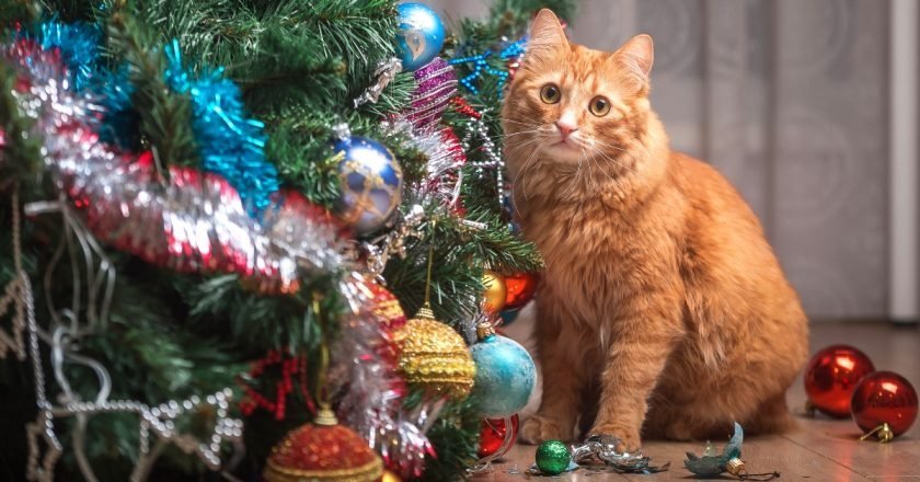 как спасти елку от кота