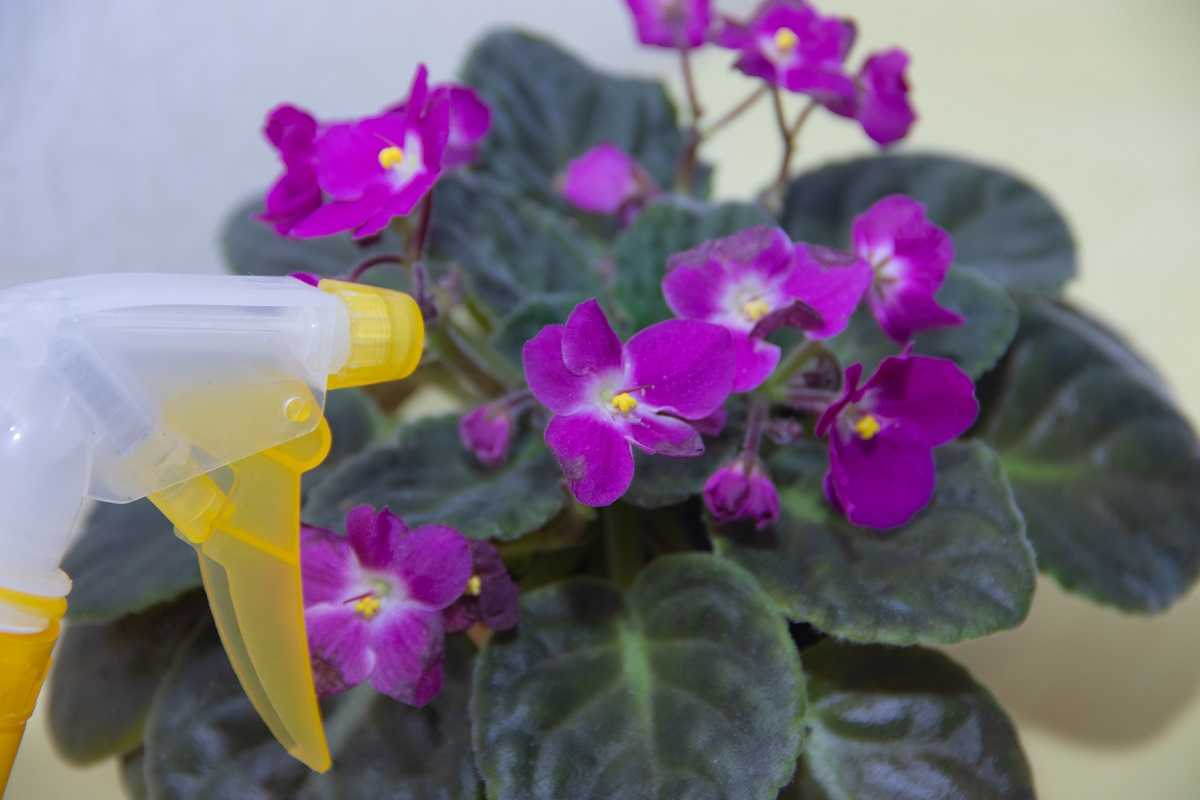  как спасти фиалку 