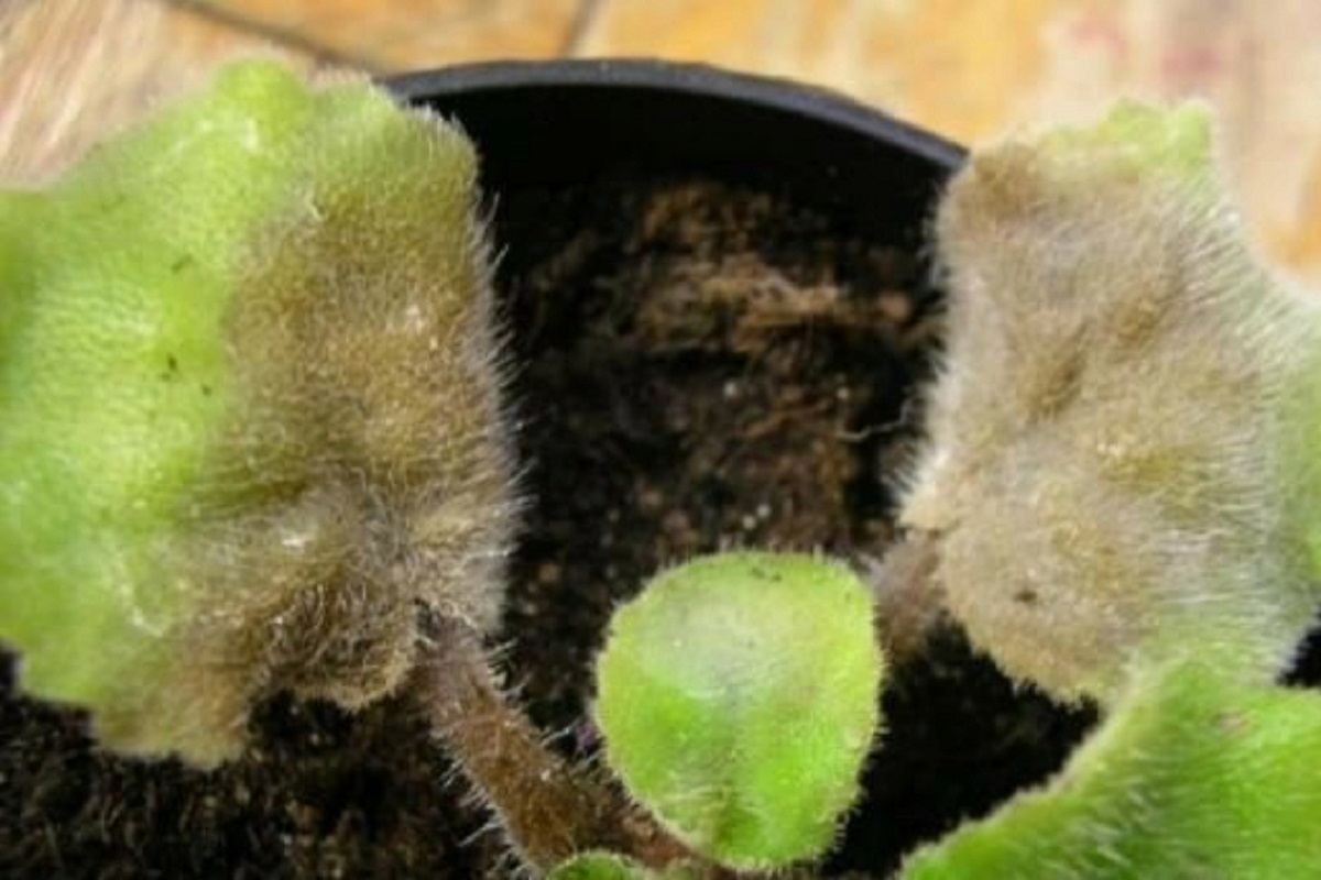 новогодний салат