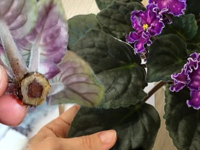 Как спасти фиалку: 3 признака скорой гибели цветка