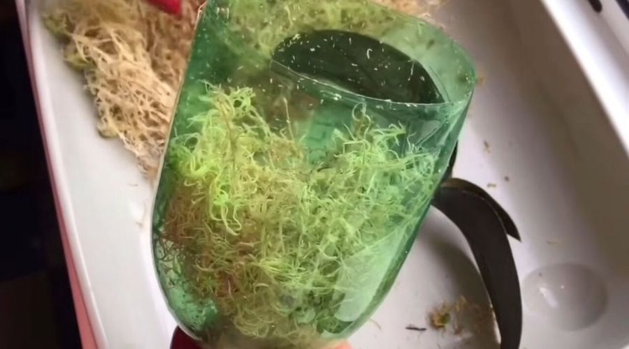 маленькая орхидея