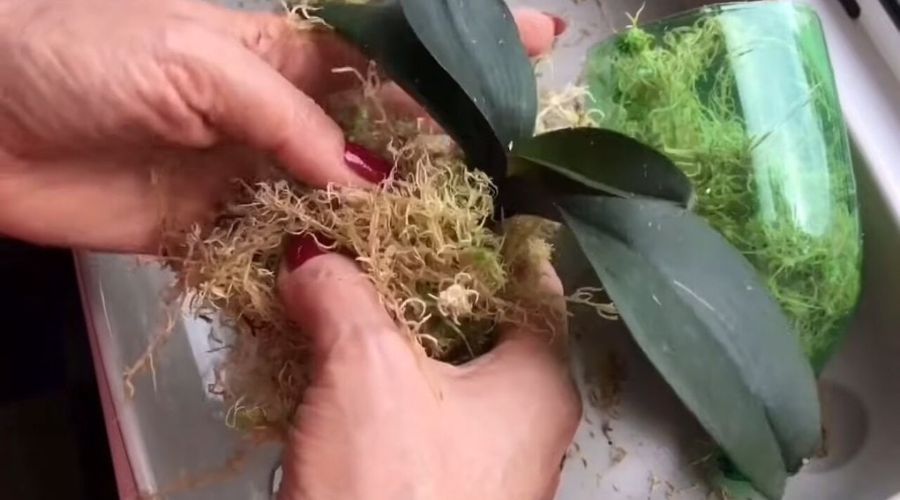 мох сфагнум