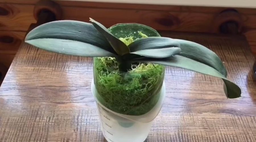 реанимация орхидеи