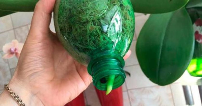 как спасти орхидею