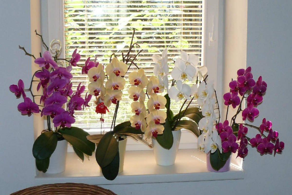 Орхидеи После Магазина