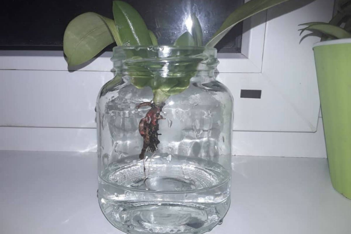 Орхидея в домашних условиях в воде. Орхидея фаленопсис реанимация.