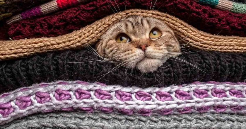 овен