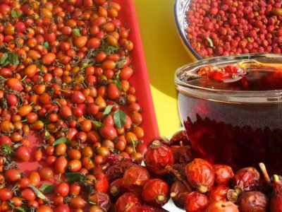 Как сушить шиповник в домашних условиях на зиму