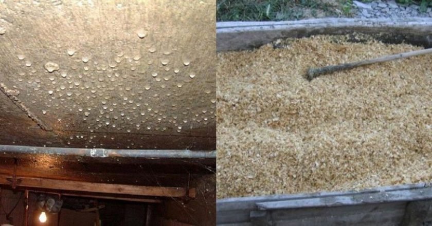 влага в погребе