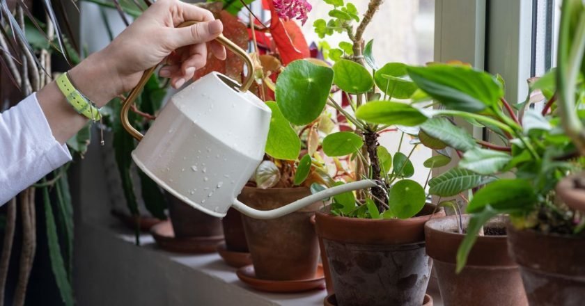 как удобряют комнатные растения