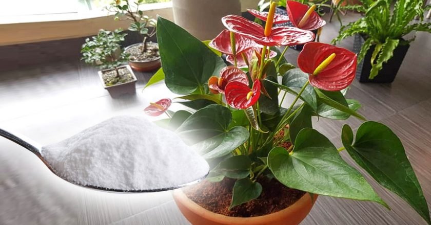 уход за антуриумом