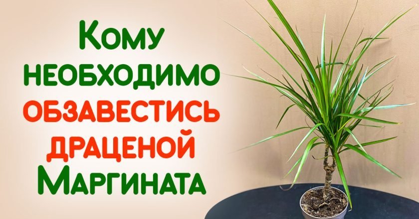 как ухаживать за драценой