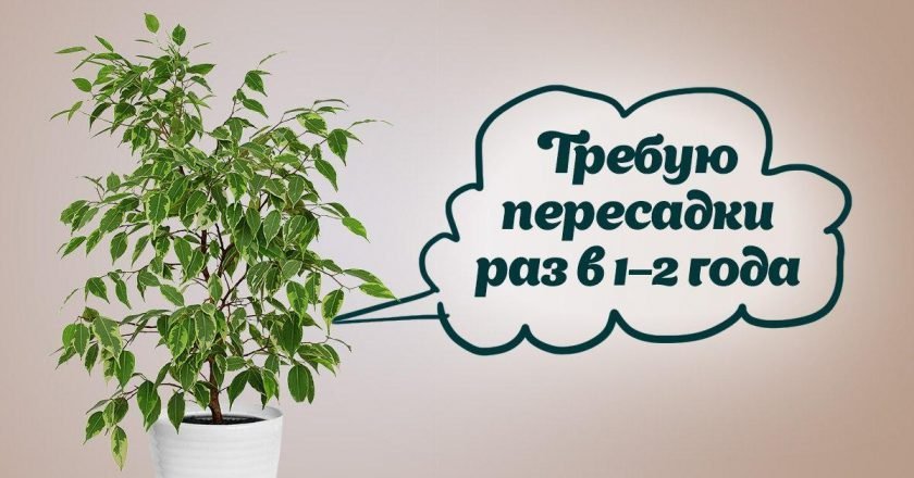 Как ухаживать за фикусом