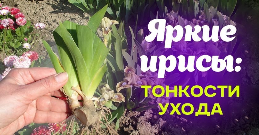 как ухаживать за ирисами