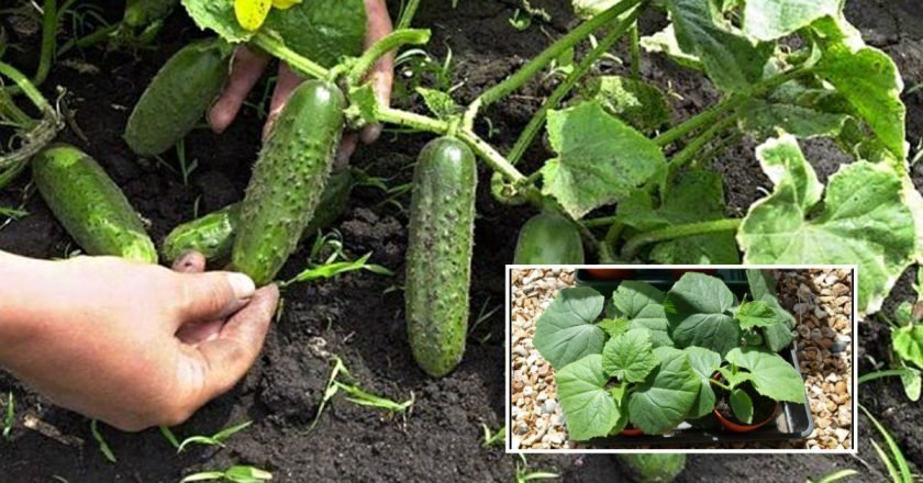 секреты ухода за огурцами