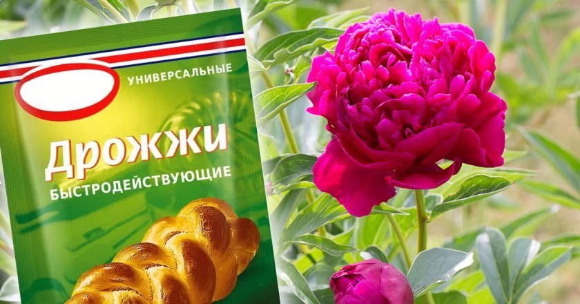 как ухаживать за пионами