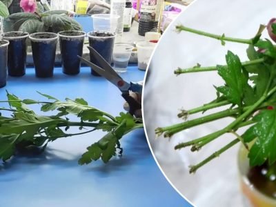 Как укоренить хризантему из букета: простой способ размножения