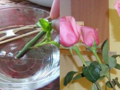 Как укоренить розу из букета