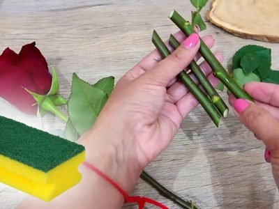 Как укоренить розу в губке