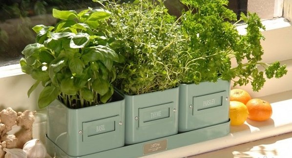 огород на подоконнике