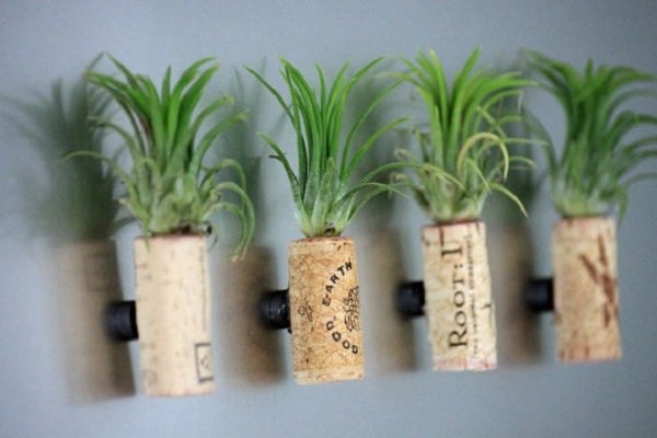 винные пробки с суккулентами