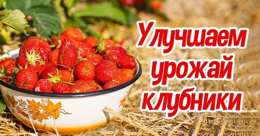 Как улучшить урожай клубники: 3 секрета как улучшить урожай клубники