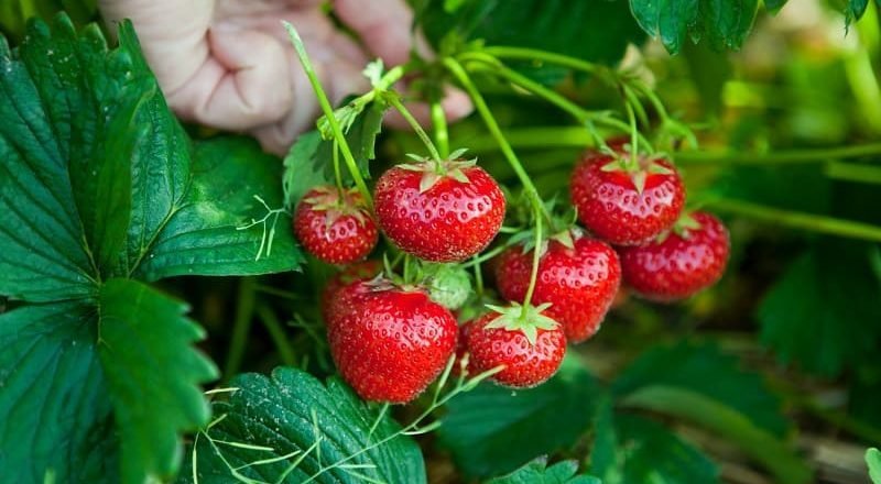 как увеличить урожай клубники