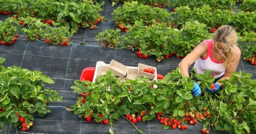 Как увеличить урожай клубники на даче