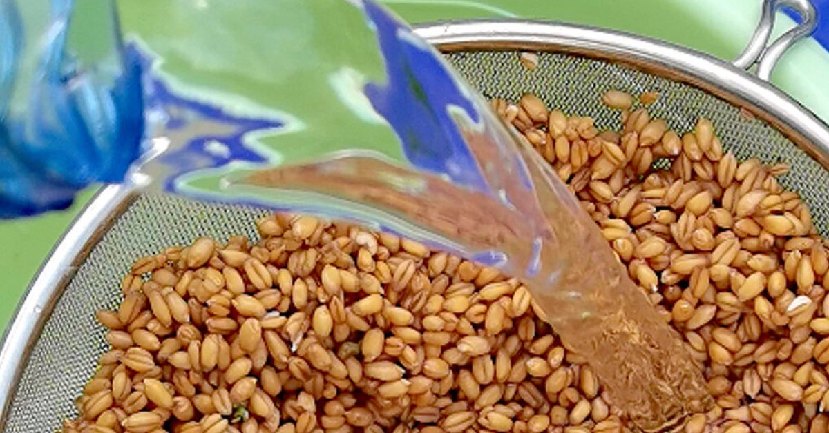как варить пшеницу на кутью