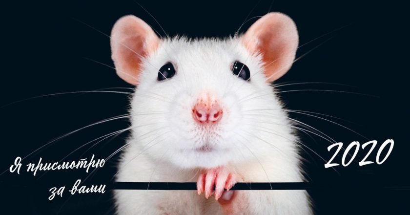 Как встретить год Крысы