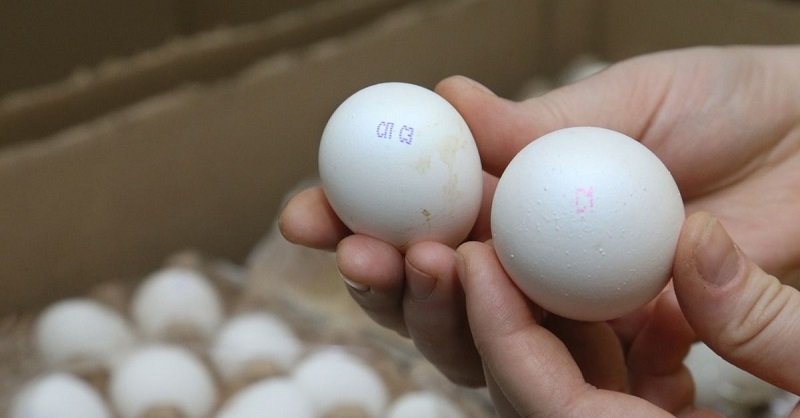 Что значит маркировка на яйцах с0 с1 с2