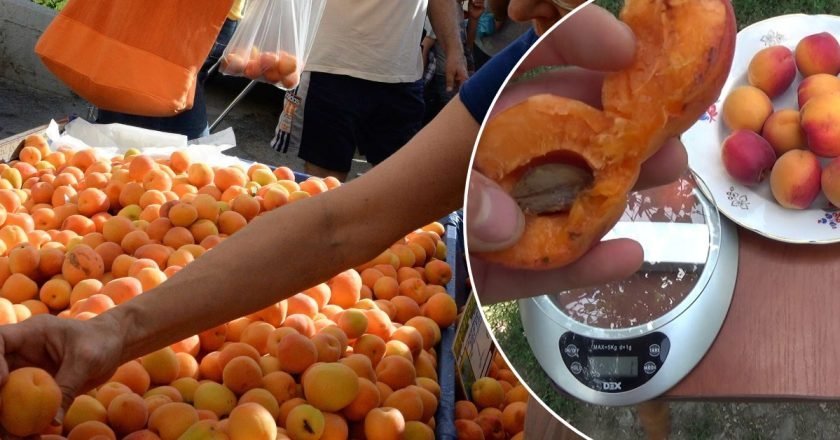 как выбрать абрикосы