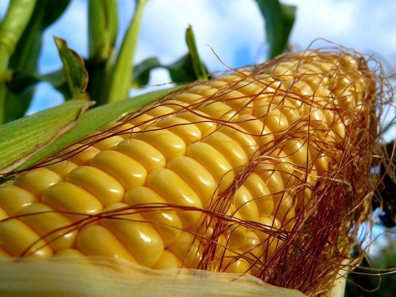 как выбрать нежную кукурузу