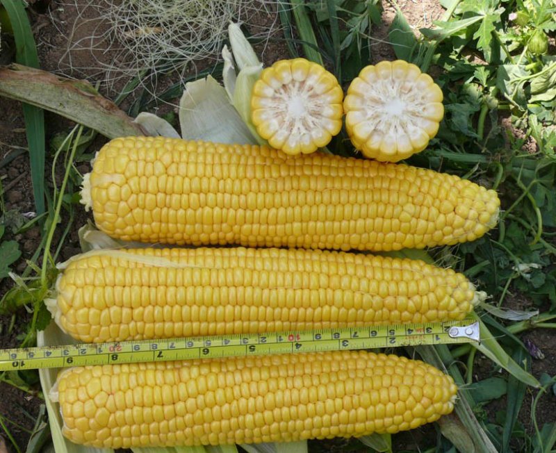 как варить выбрать кукурузу
