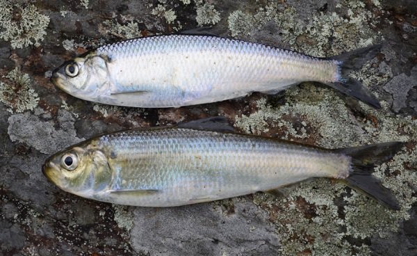 как выбрать сельдь