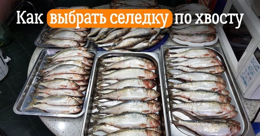 Как выбрать соленую селедку: советы как выбрать соленую селедку