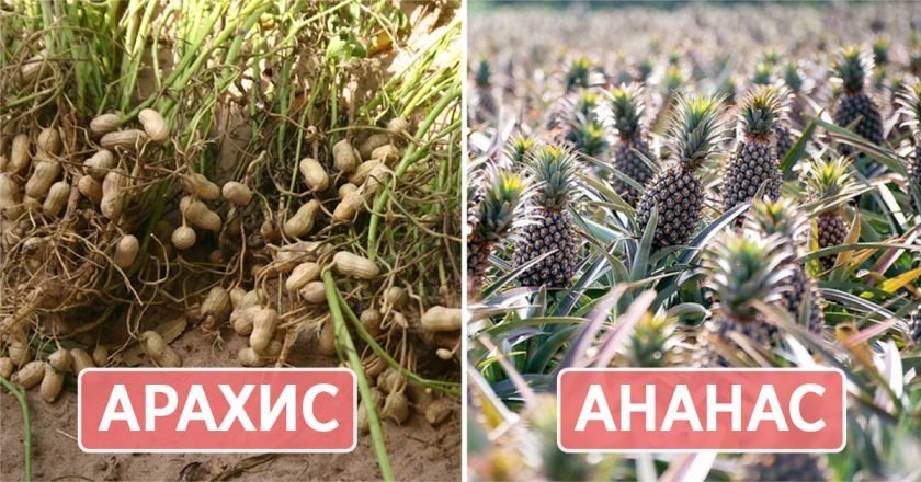 как выглядят продукты до сбора