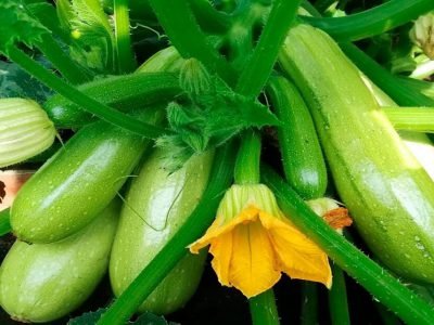 Как выращивать кабачки, чтобы дождаться отменного урожая