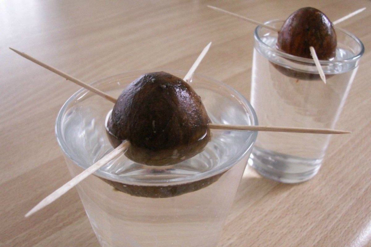 авокадо из косточки