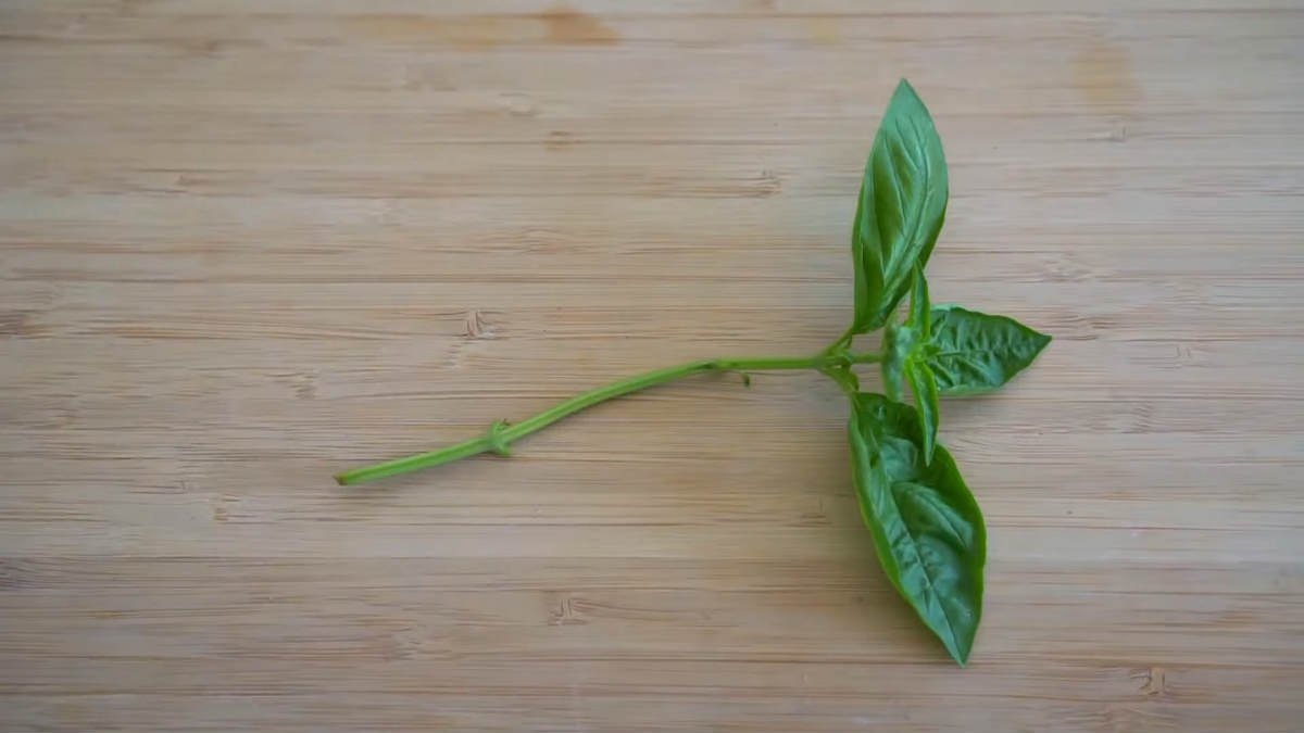 стебли базилика